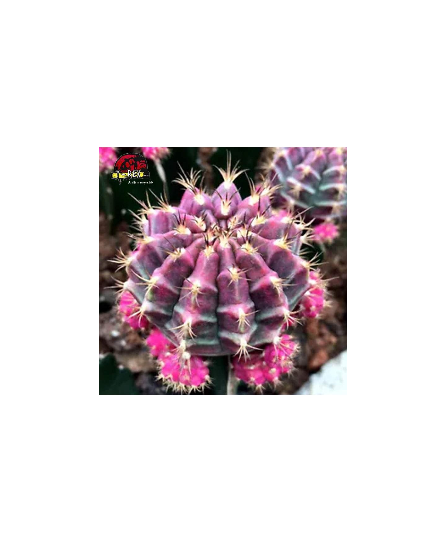 comprar suculenta rara