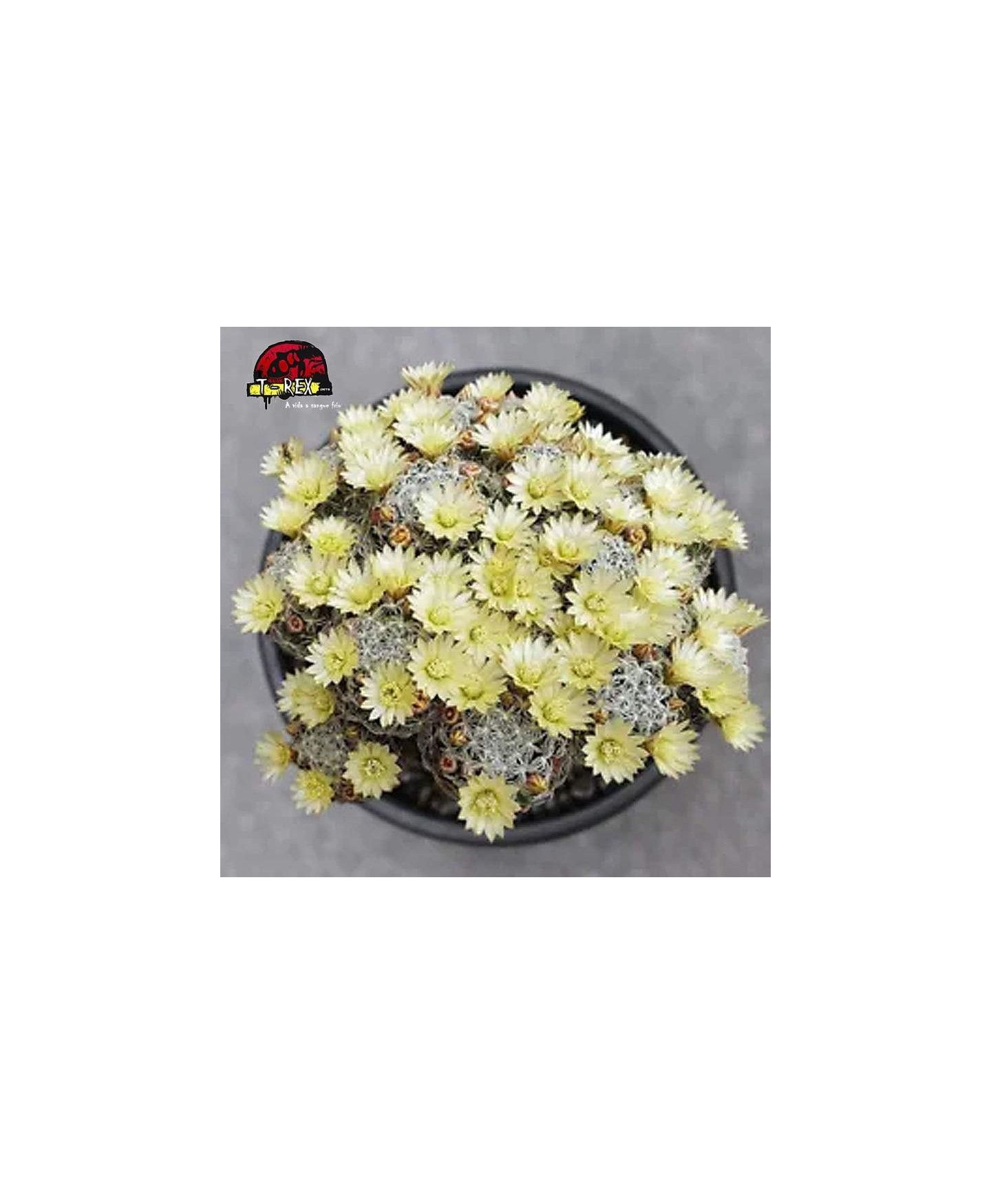 comprar cacto raridade