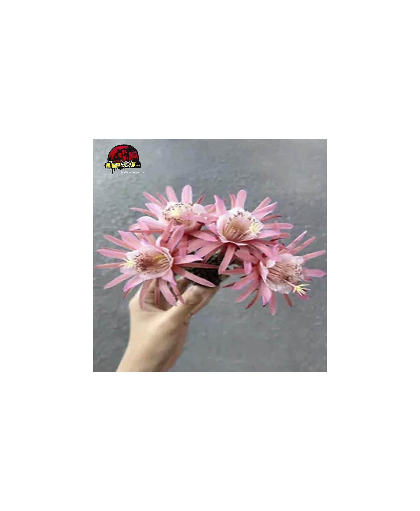 mudas de suculenta borzicactus