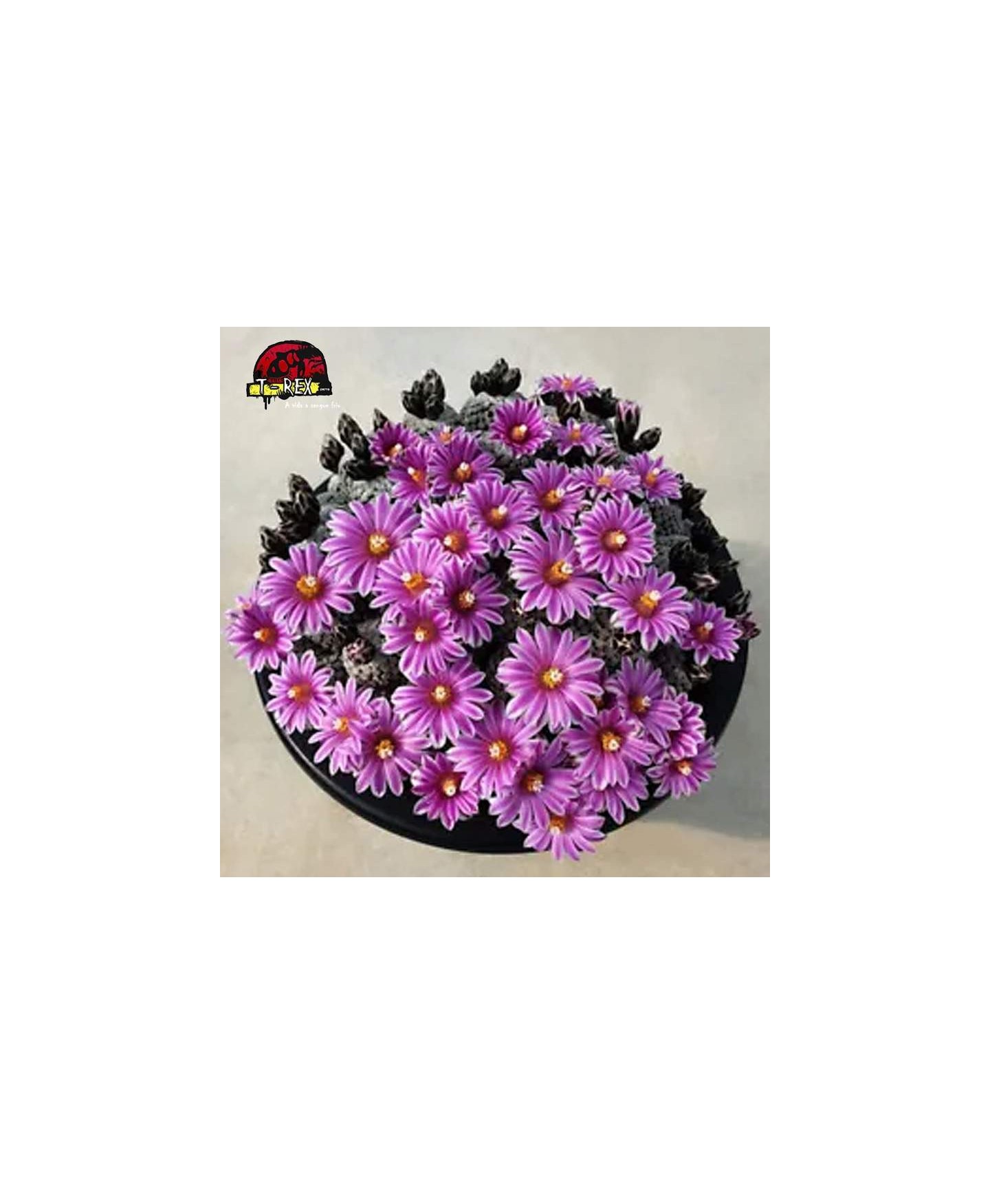 comprar mudas de cacto raro