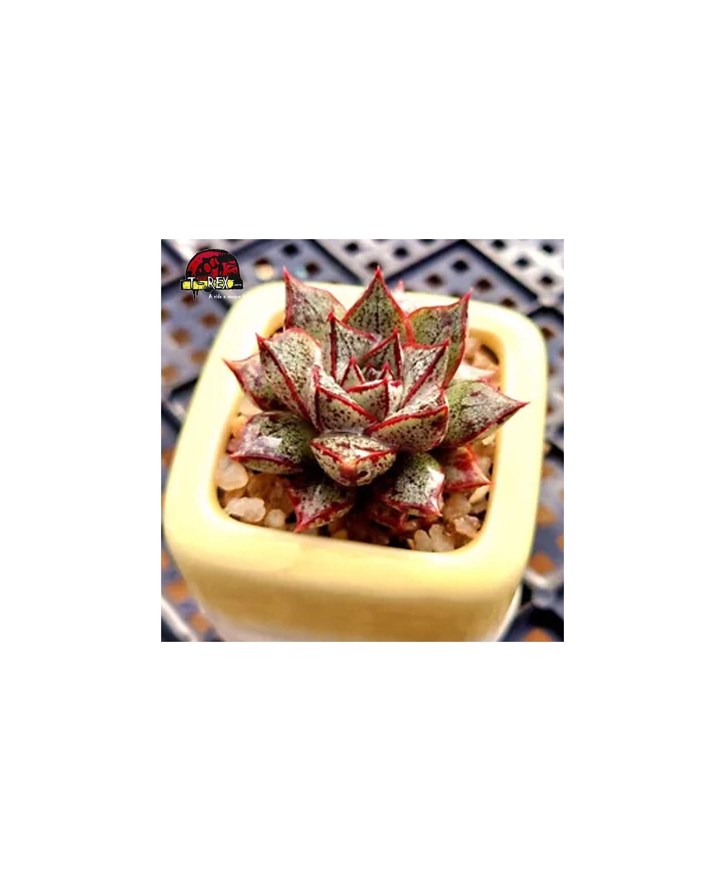 muda de suculenta purpusorum