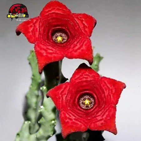 comprar muda de suculentas