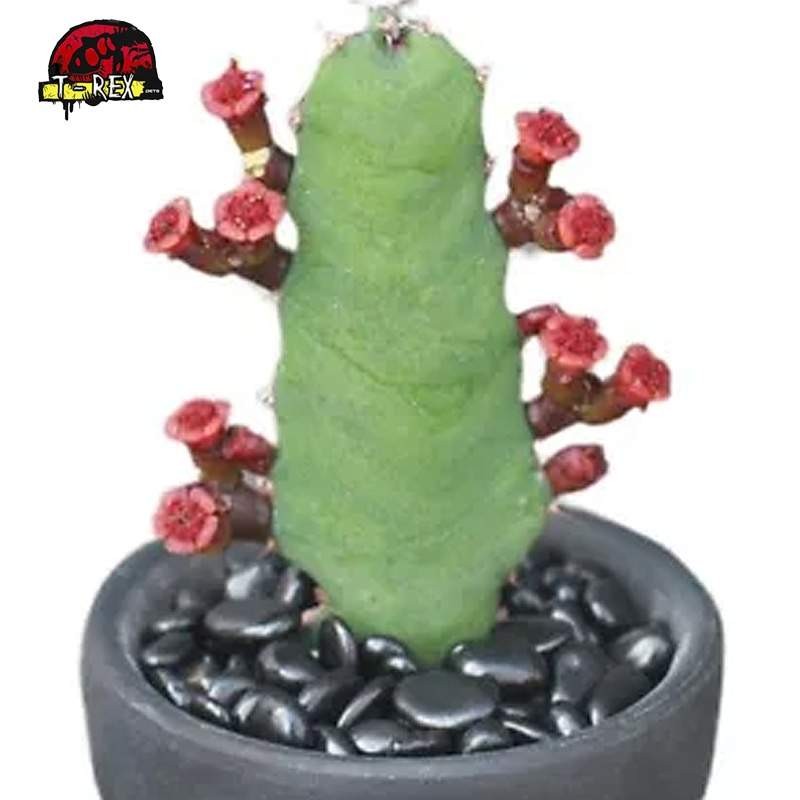 mudas de cacto raro