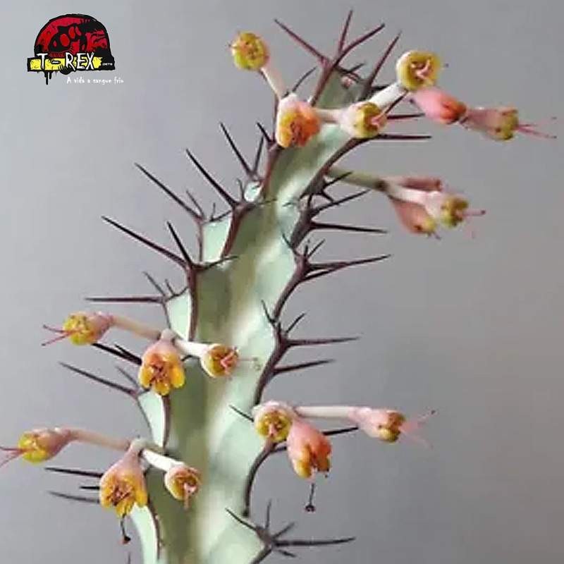 comprar muda de cacto