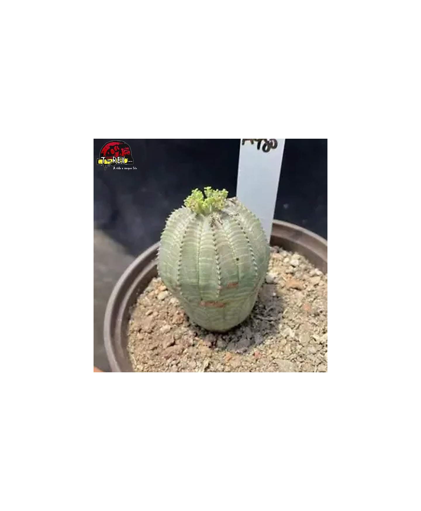comprar muda de suculenta raridade