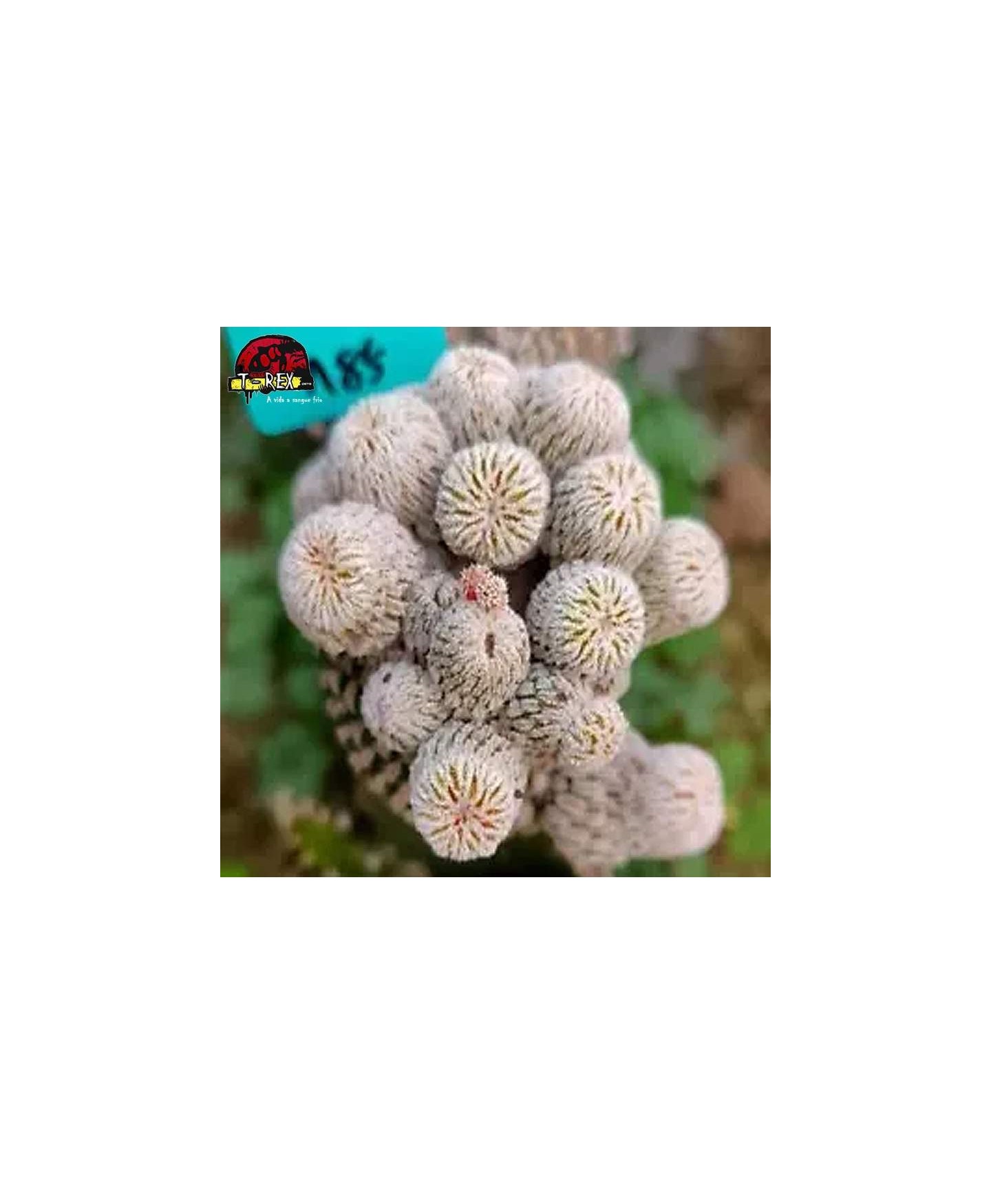 muda de suculenta rara