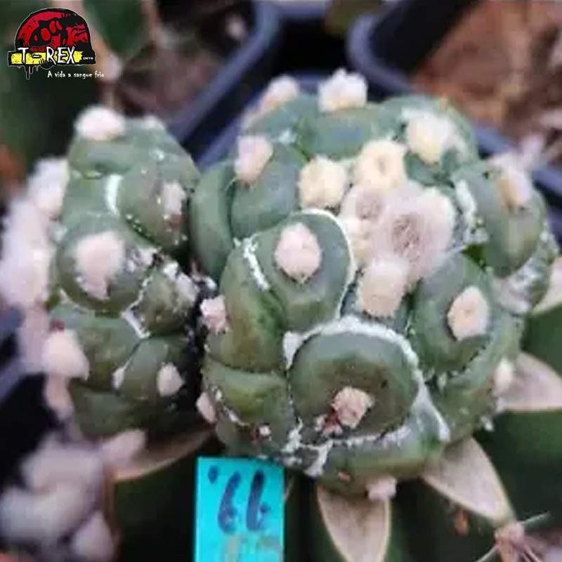 comprar mudas de suculenta rara