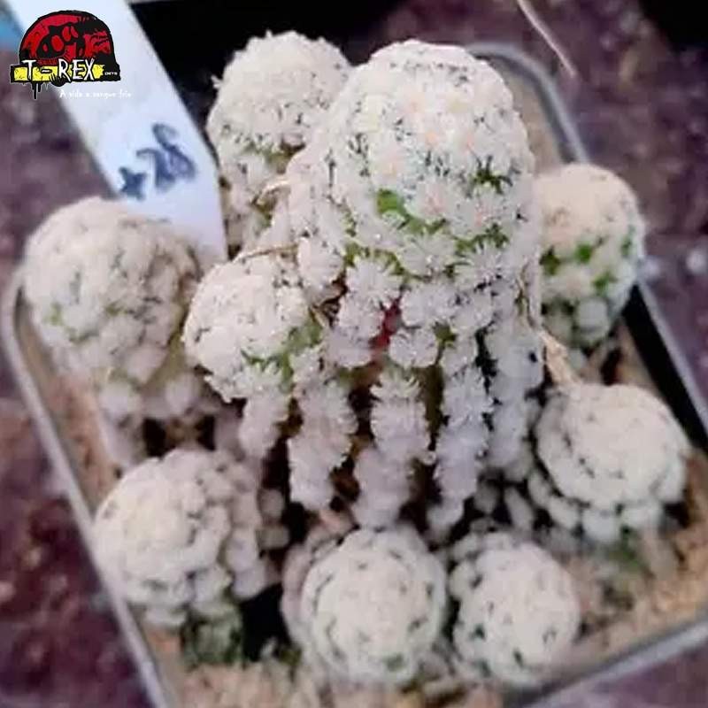 muda de suculenta rara