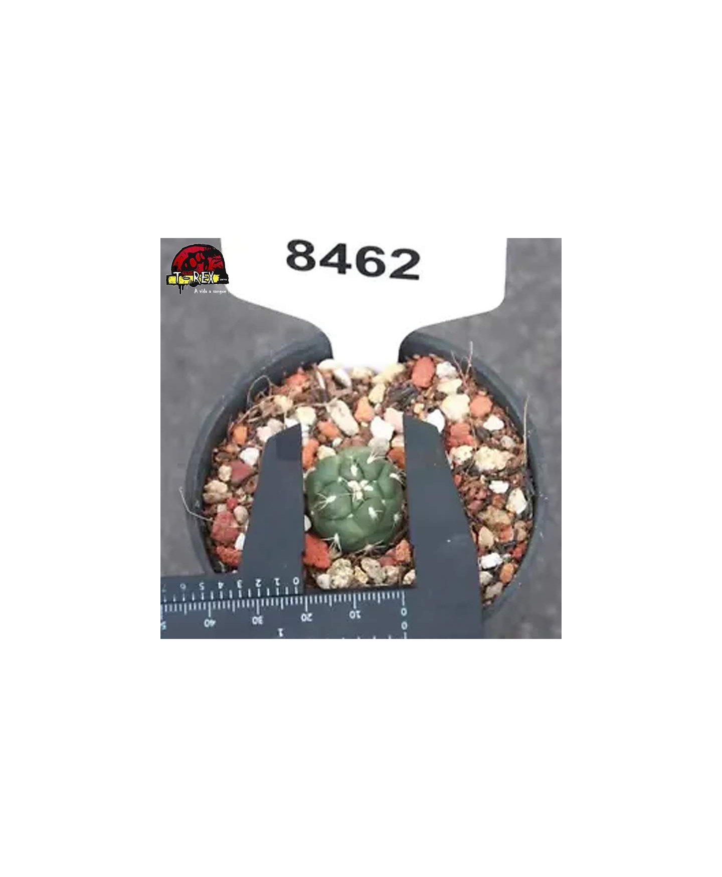 comprar muda de suculenta rara