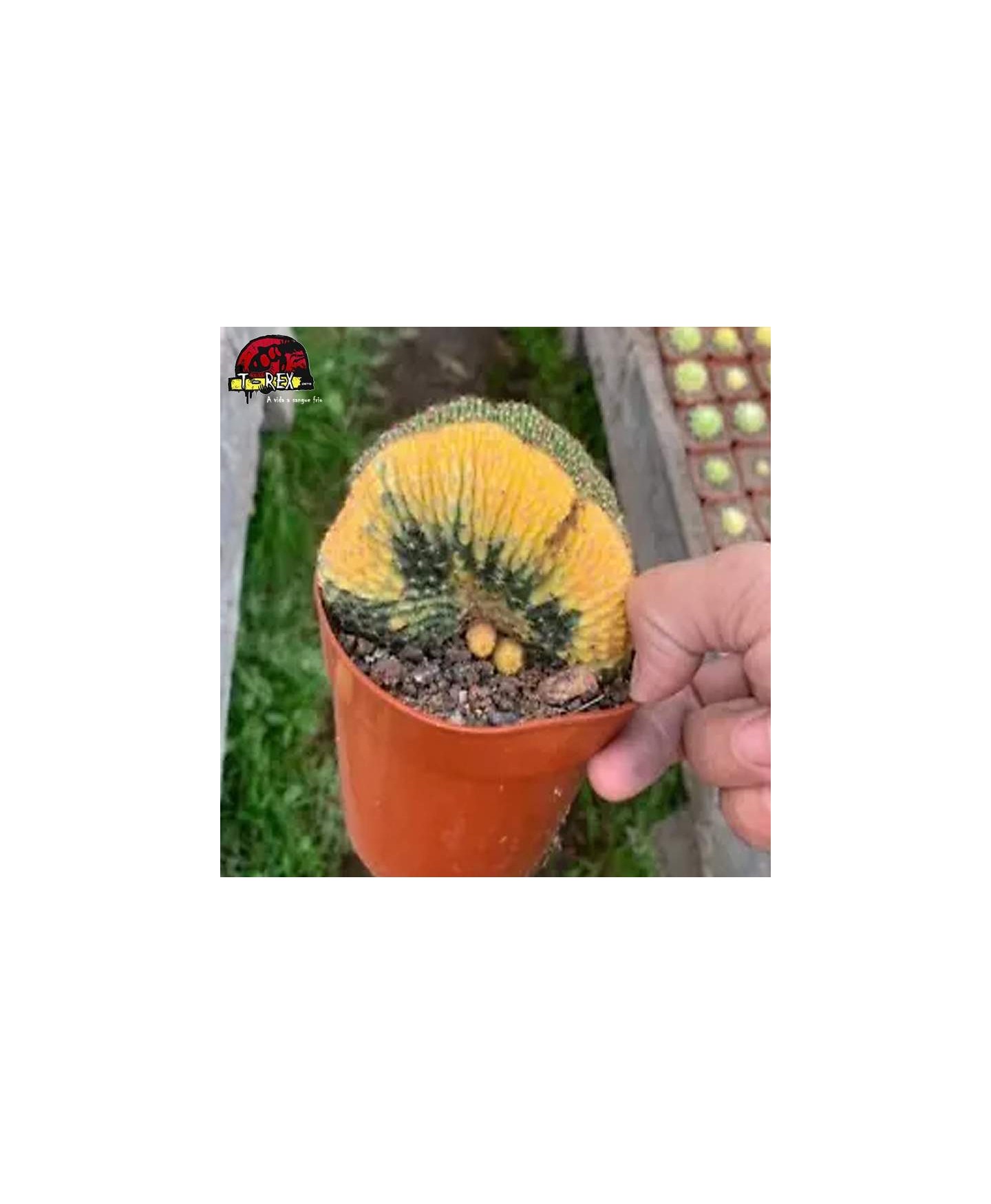 comprar muda de suculenta rara