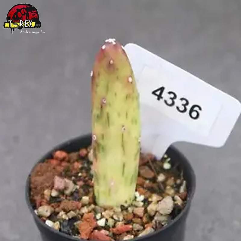 comprar muda de suculenta rara