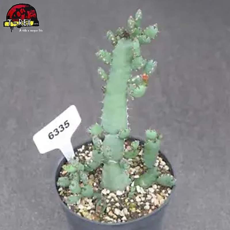 comprar muda de suculenta rara