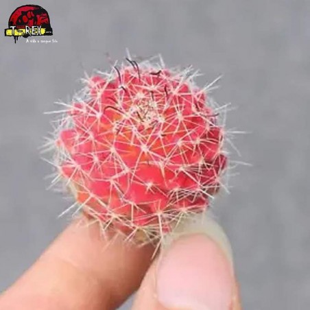 muda de cacto raro no brasil