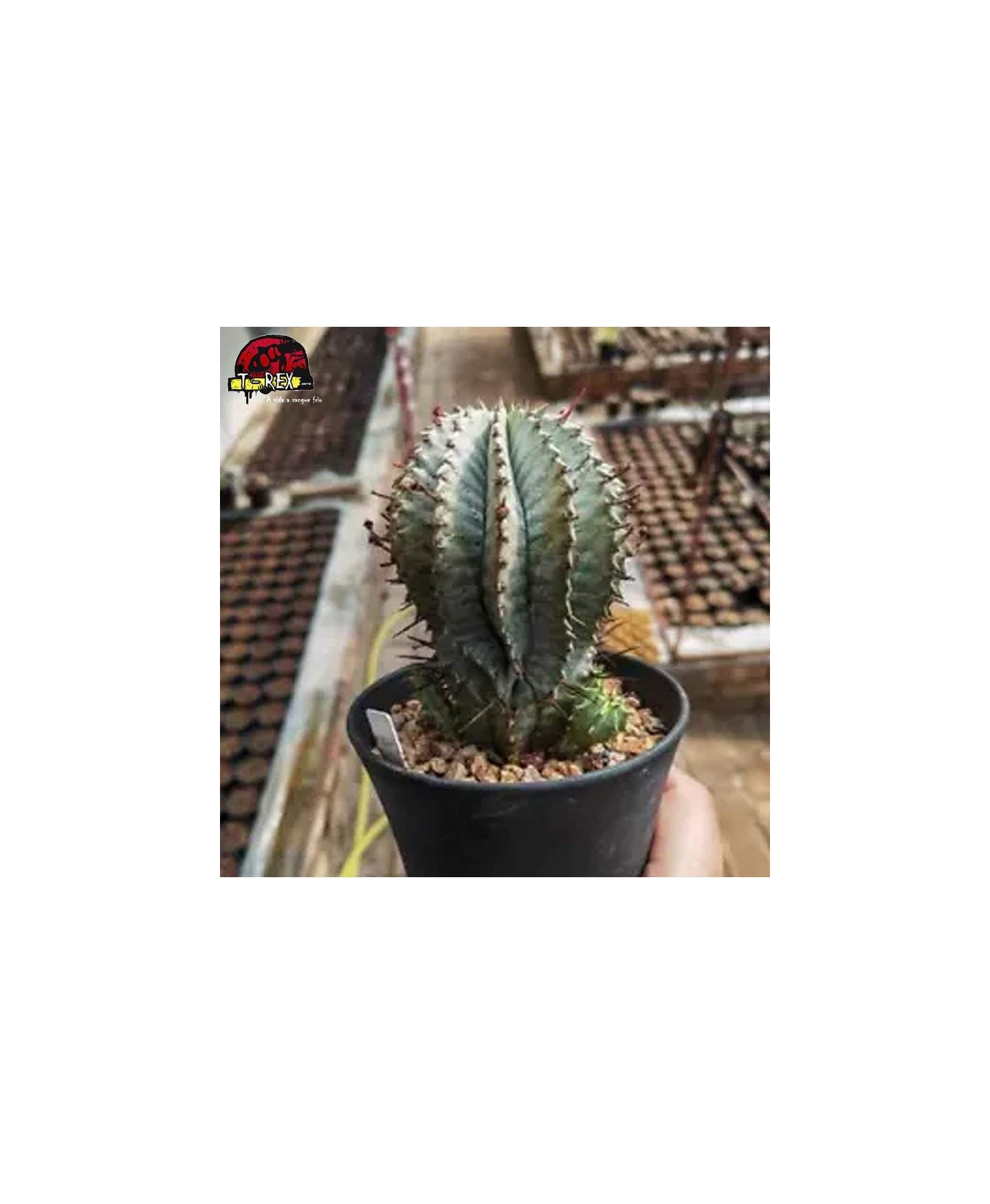 comprar muda de suculenta rara