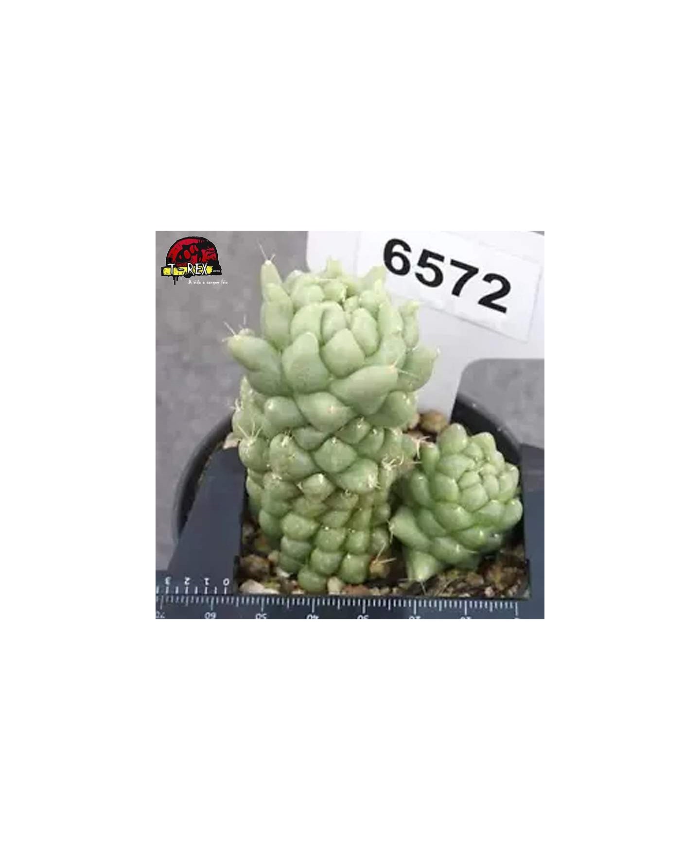 comprar muda de suculenta
