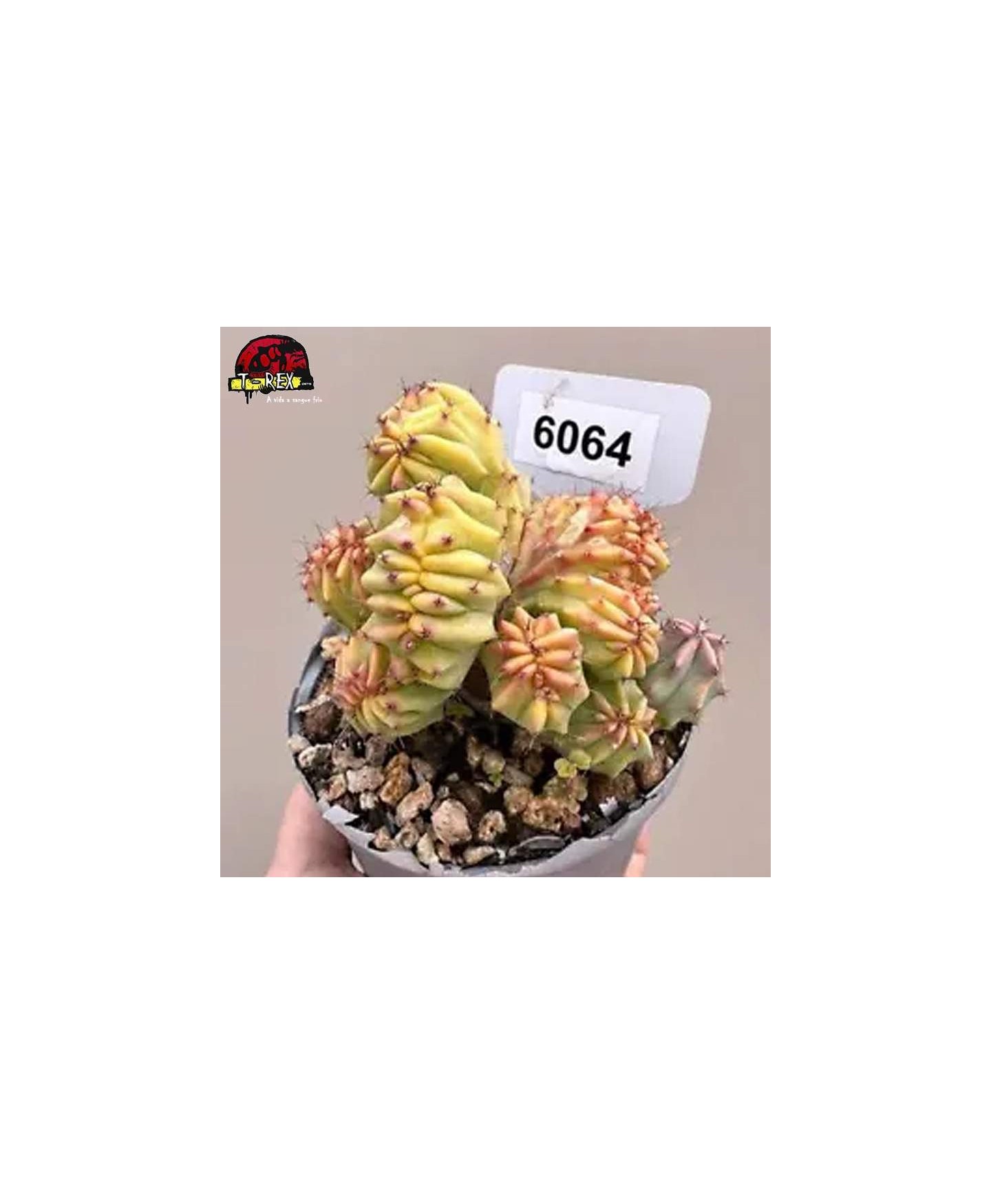 comprar muda de suculenta rara