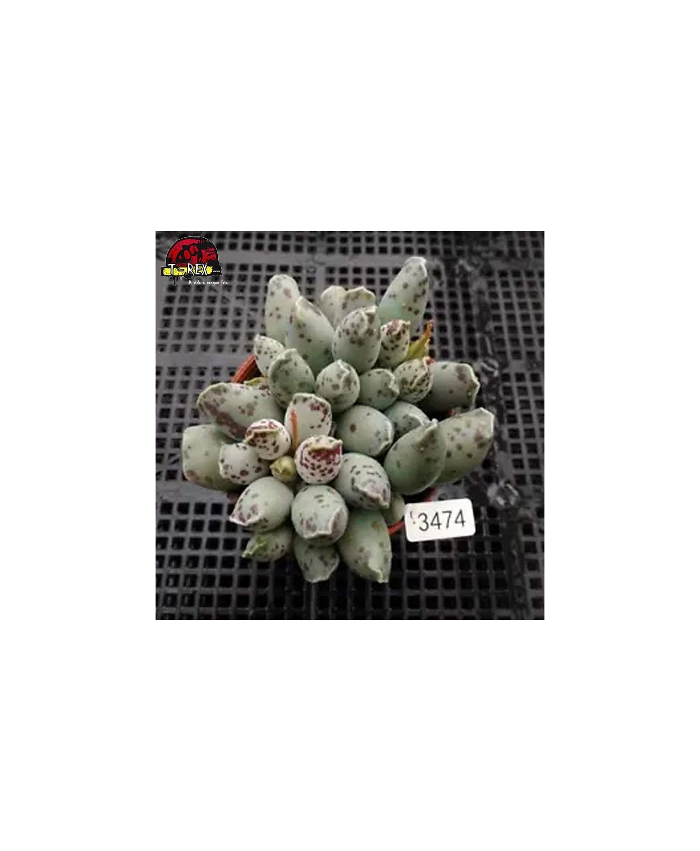 comprar mudas de suculenta rara