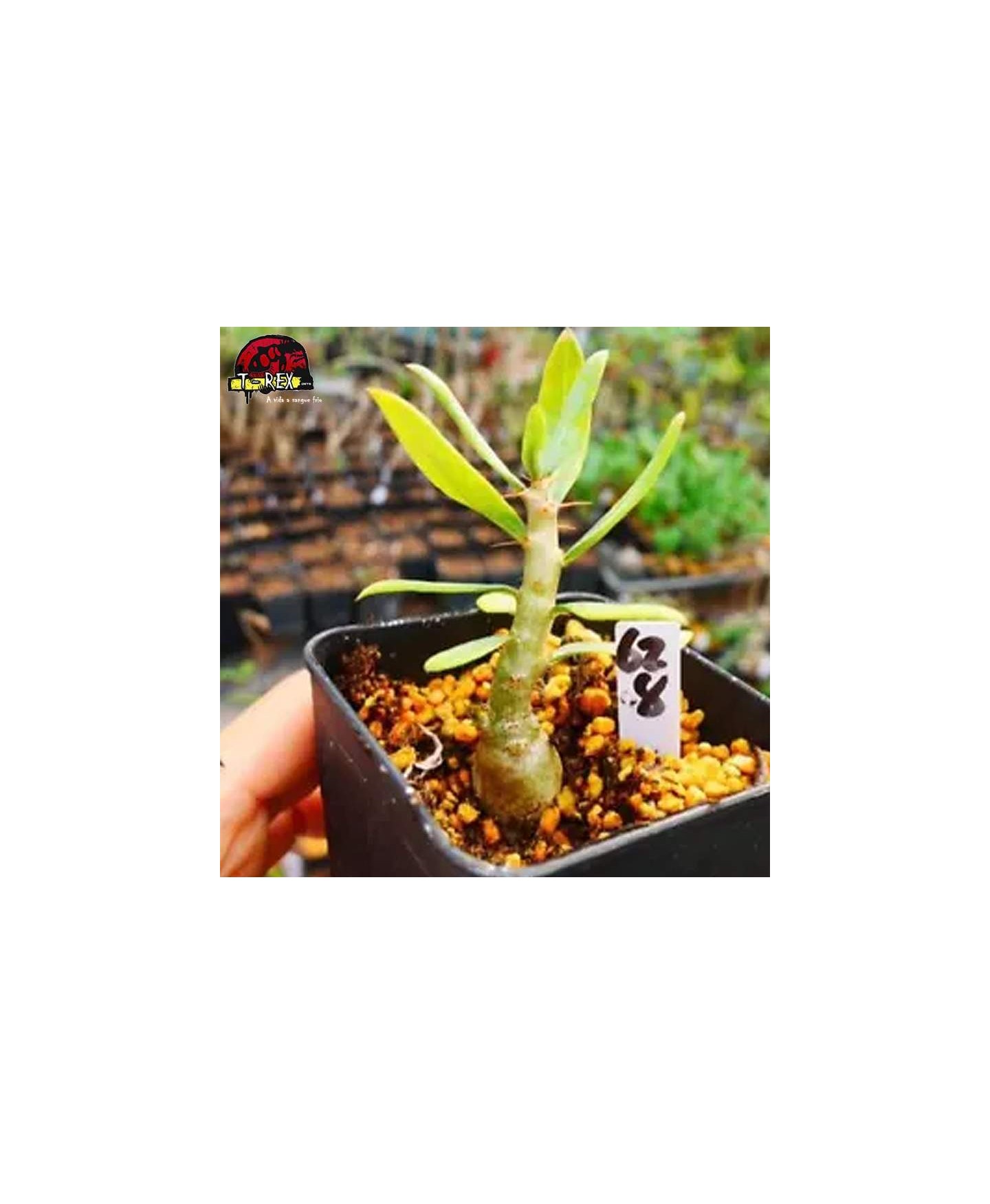 comprar muda de suculenta rara