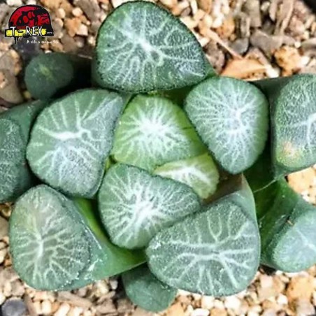 muda de suculenta rara no brasil