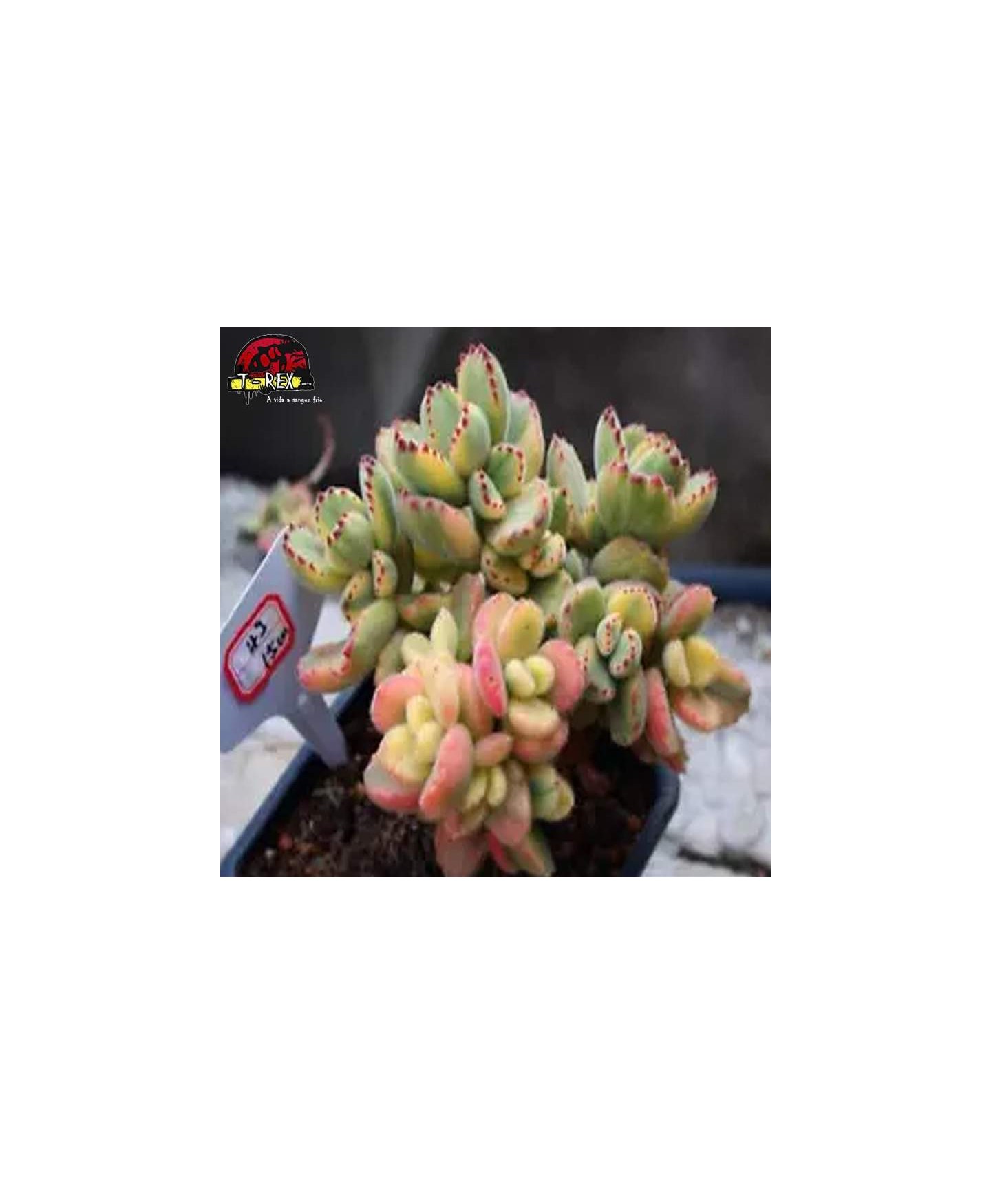 comprar muda de suculenta rara
