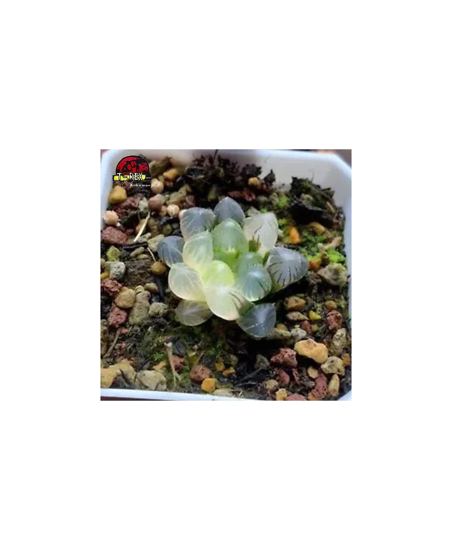 comprar muda de suculenta rara