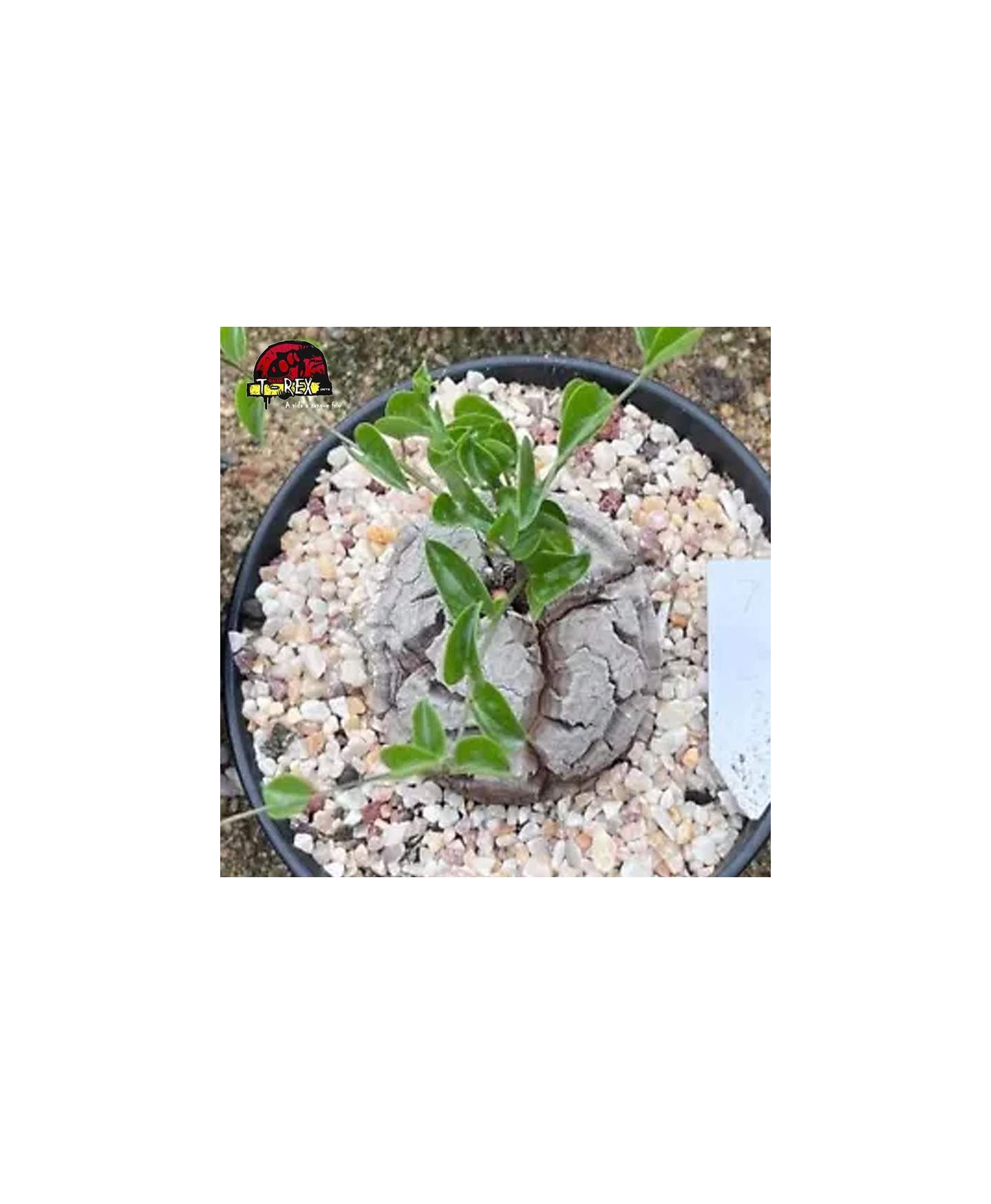 comprar muda de suculenta rara
