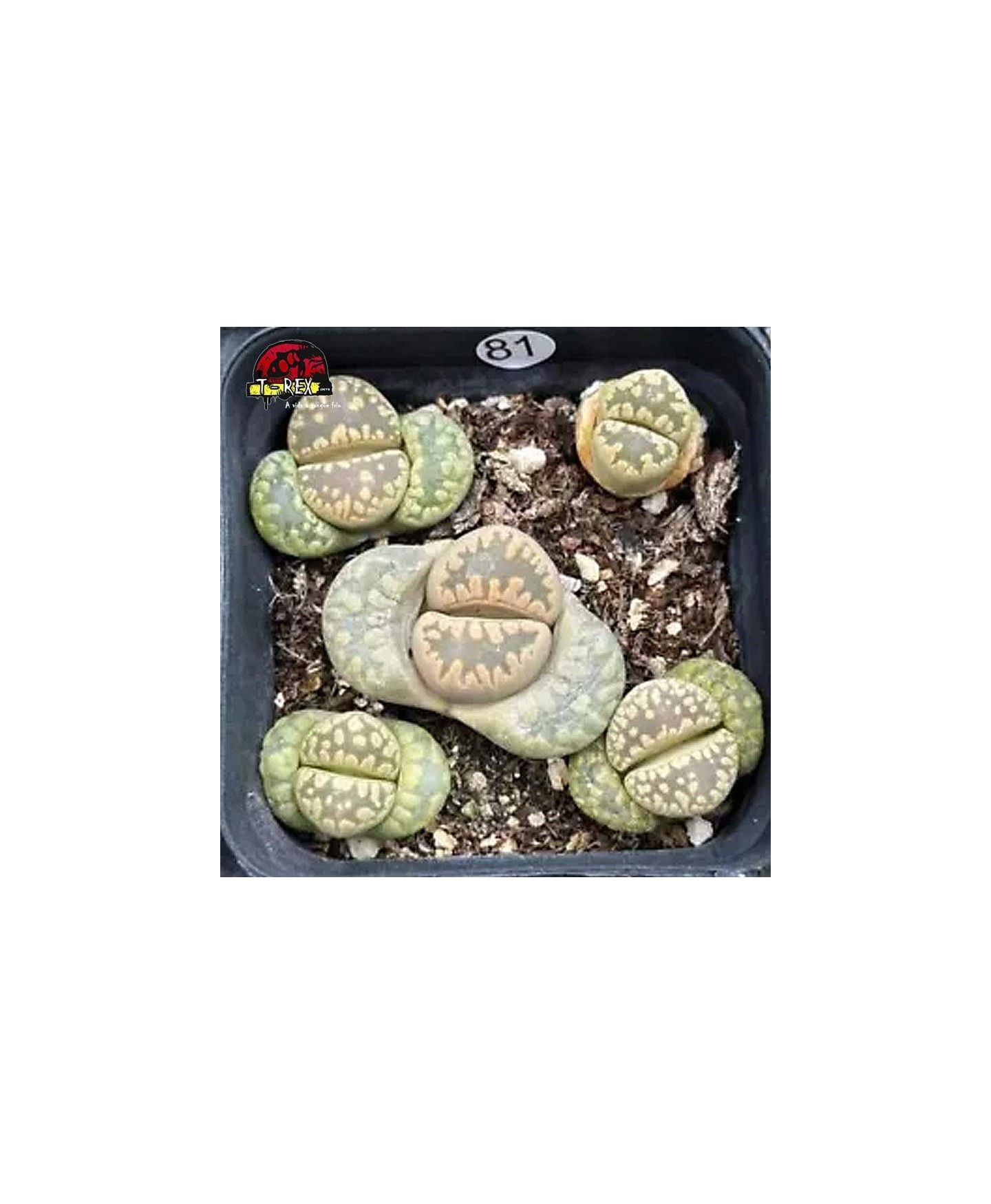 comprar muda de suculenta rara