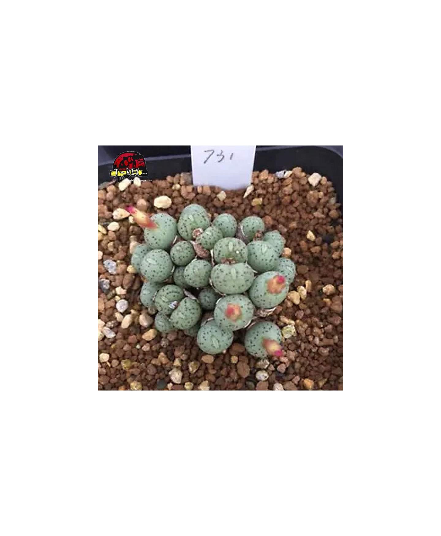comprar muda de suculenta rara
