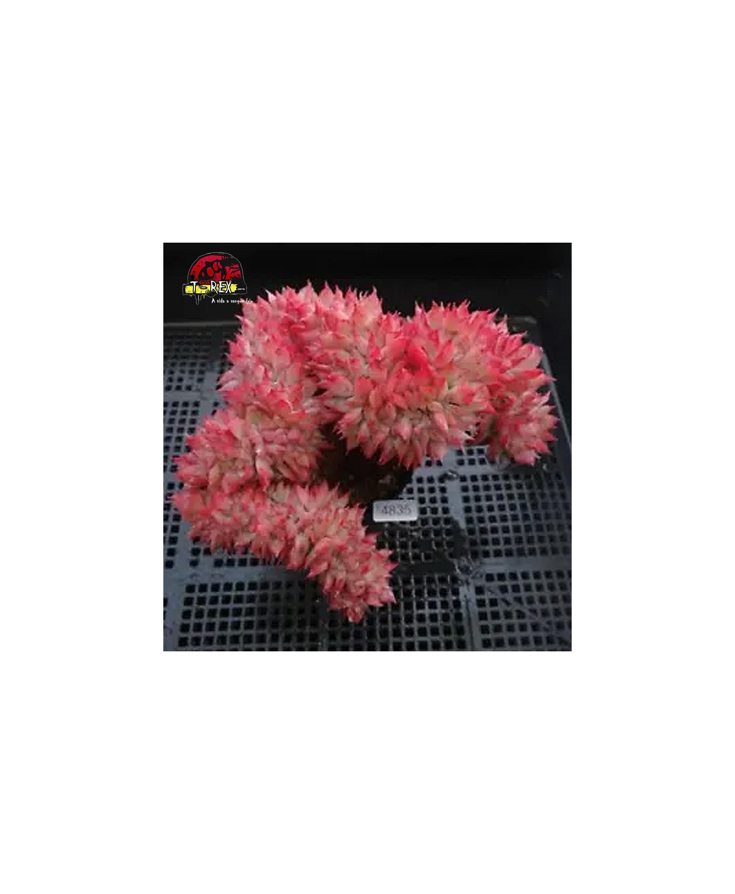 comprar muda de suculenta rara