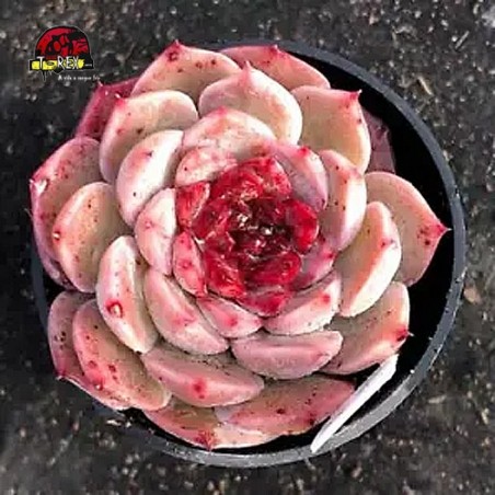 venda de muda de suculenta rara