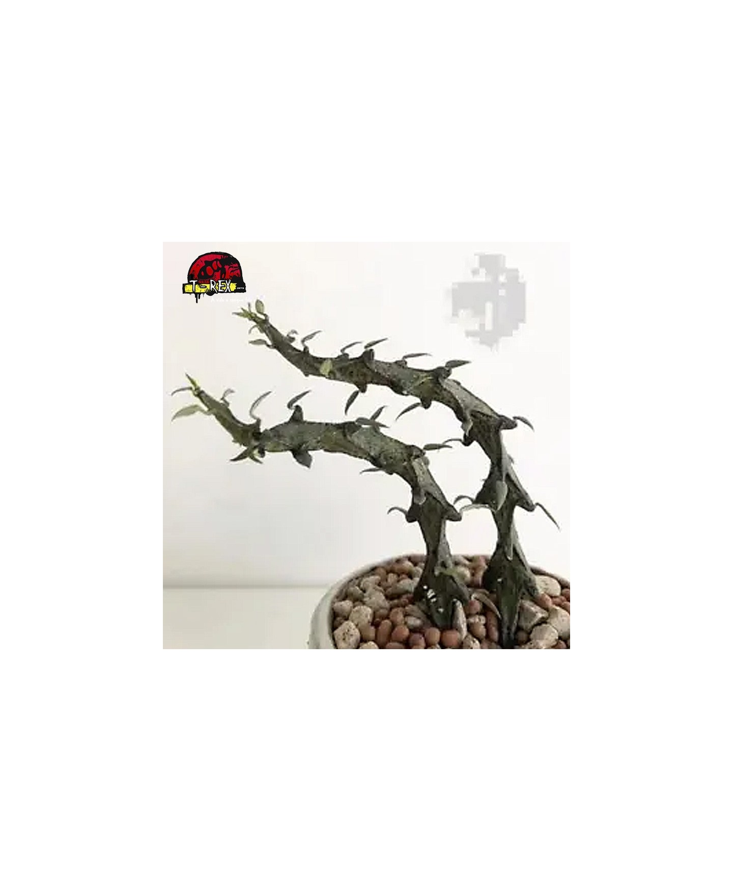 comprar suculenta rara no brasil