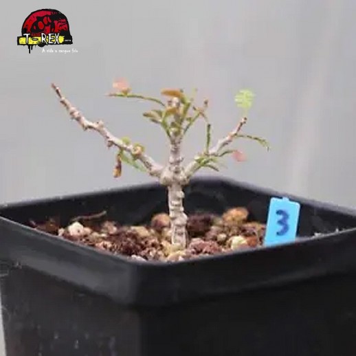 comprar muda de suculenta rara