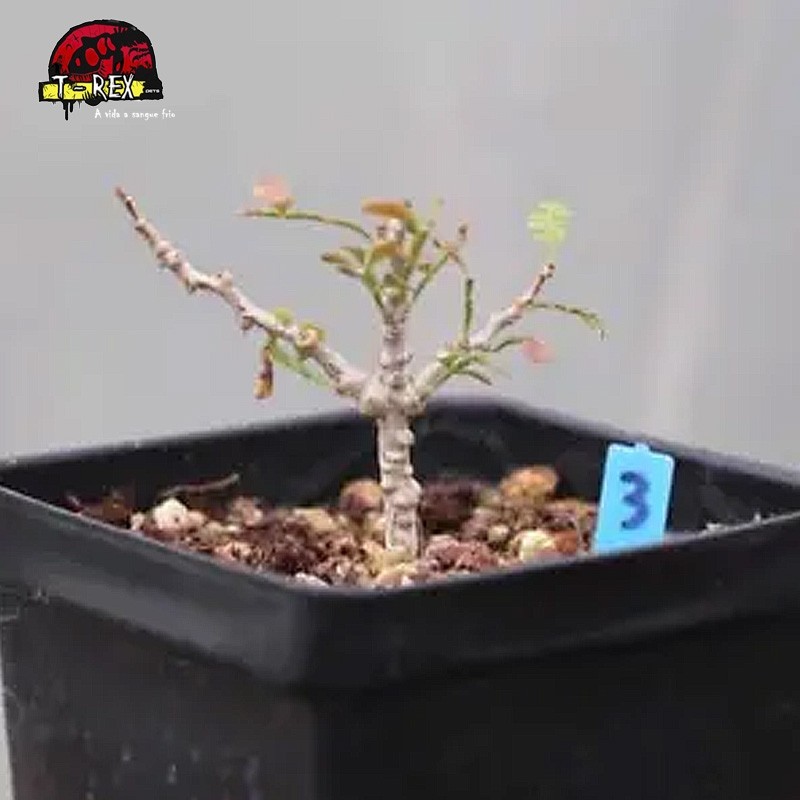 comprar muda de suculenta rara