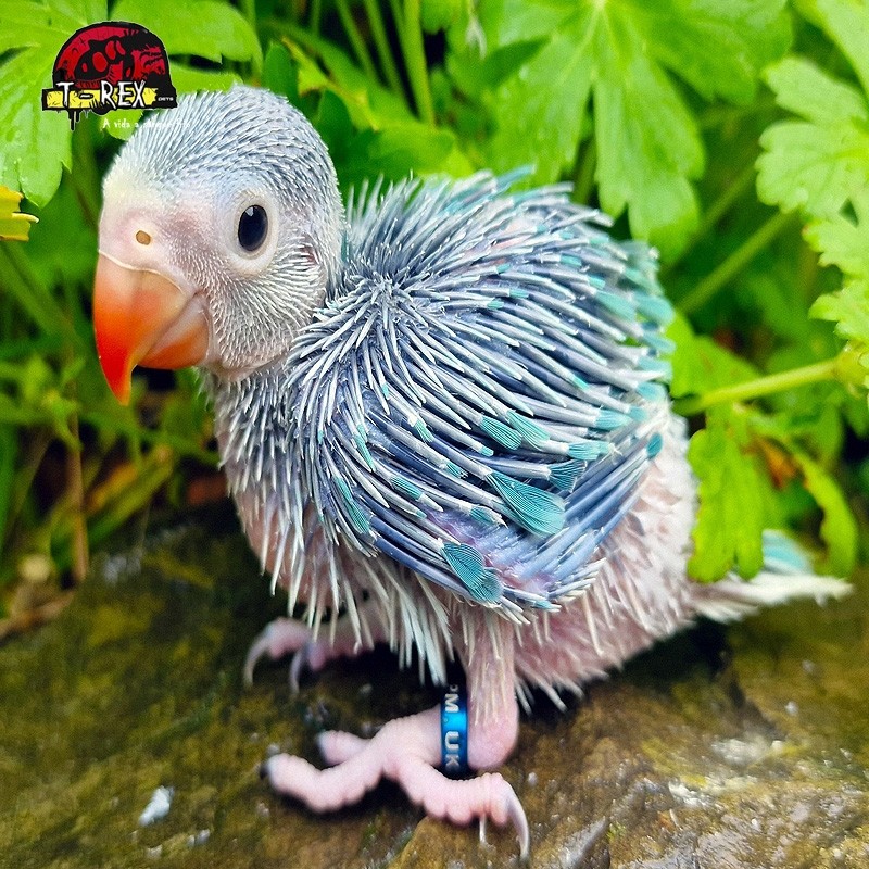 Encante-se com nossos adoráveis filhotes de Ring Neck: companheiros perfeitos para alegrar sua vida!