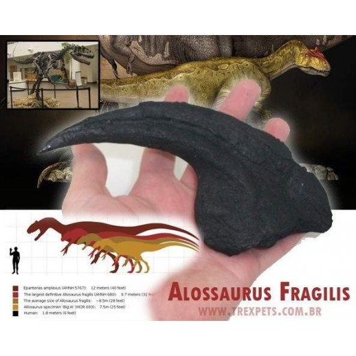 Garra Allosaurus fragilis 