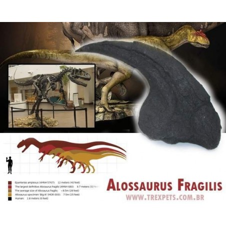 Garra Allosaurus fragilis 