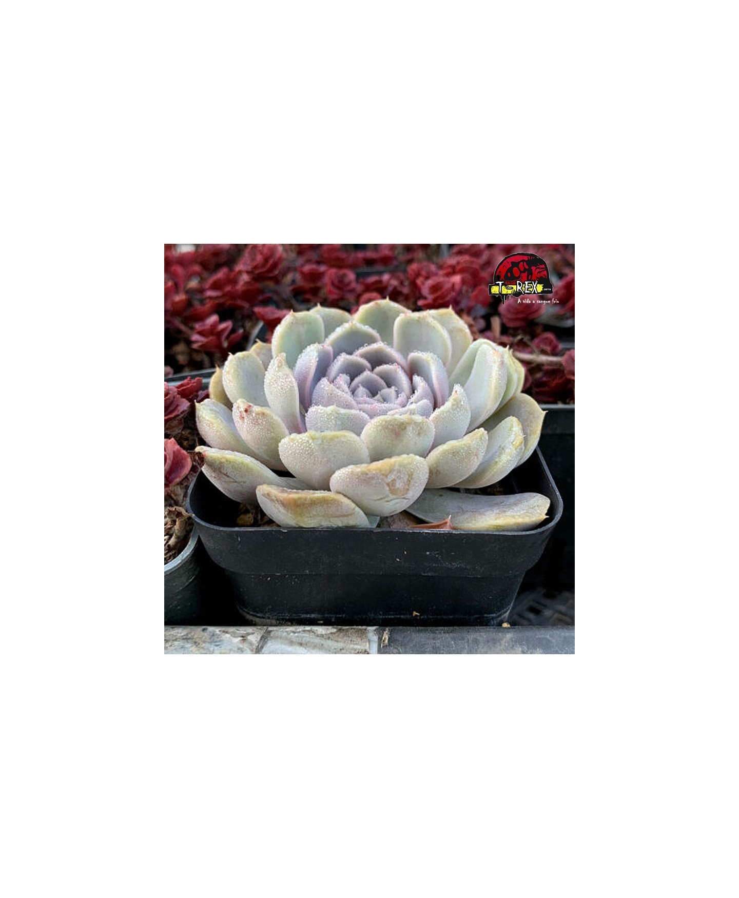 comprar suculenta rara