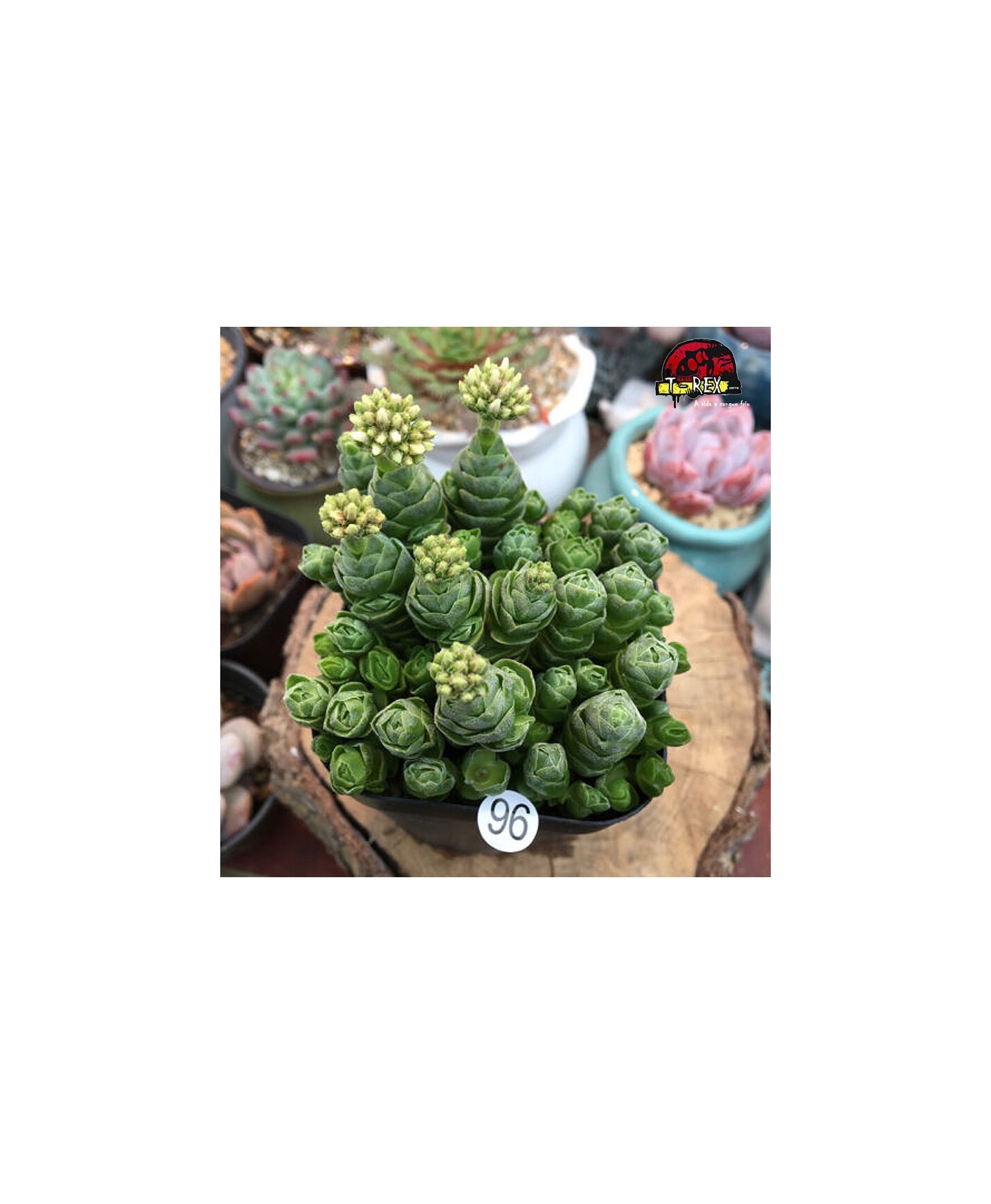 comprar suculenta rara