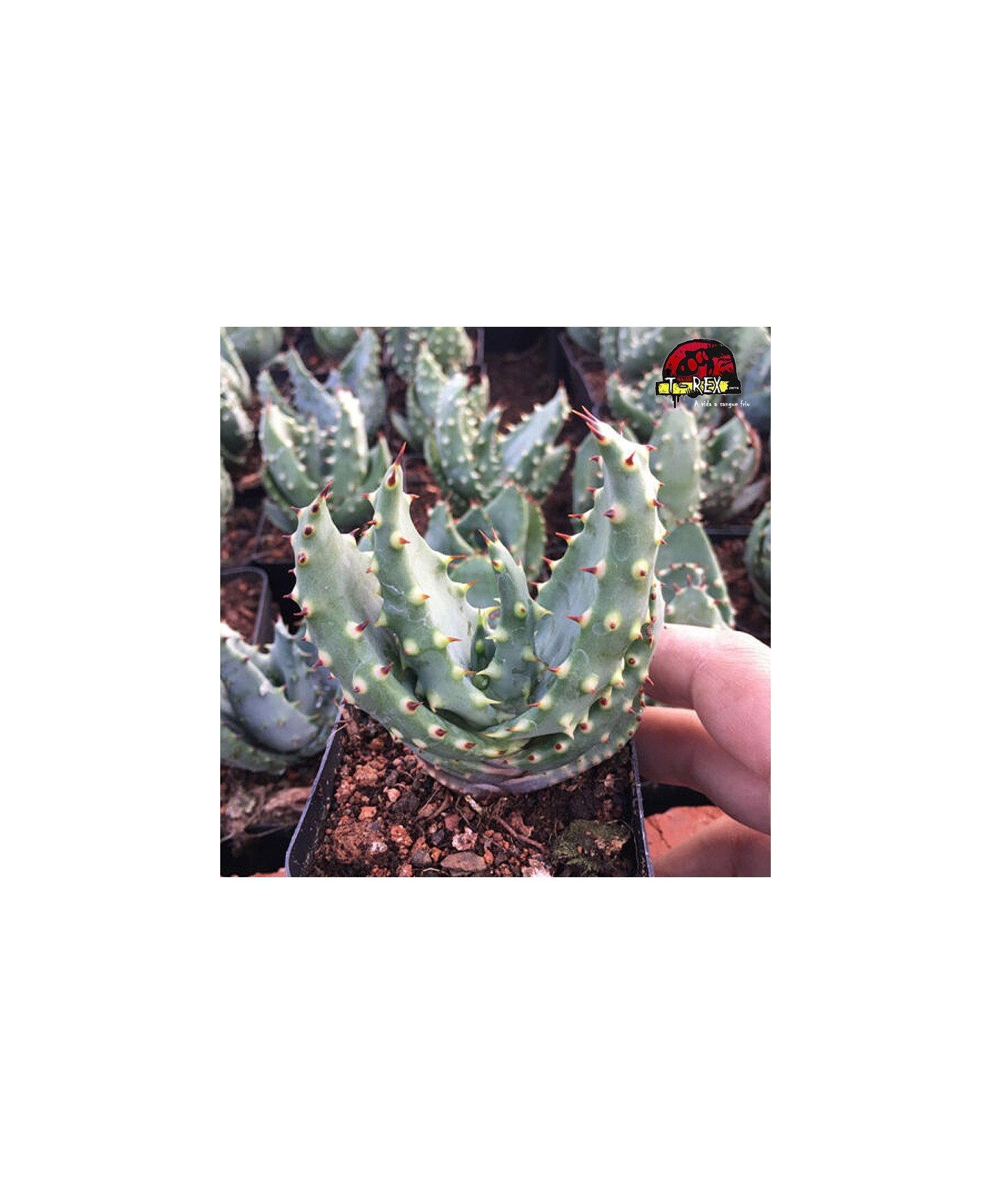 comprar muda de suculenta