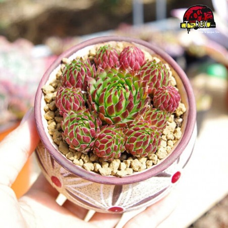 comprar suculenta rara