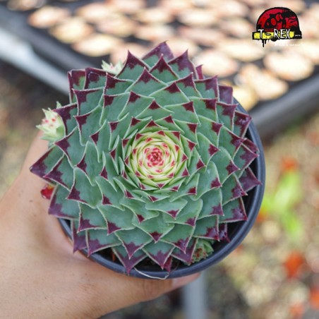 comprar muda de suculenta