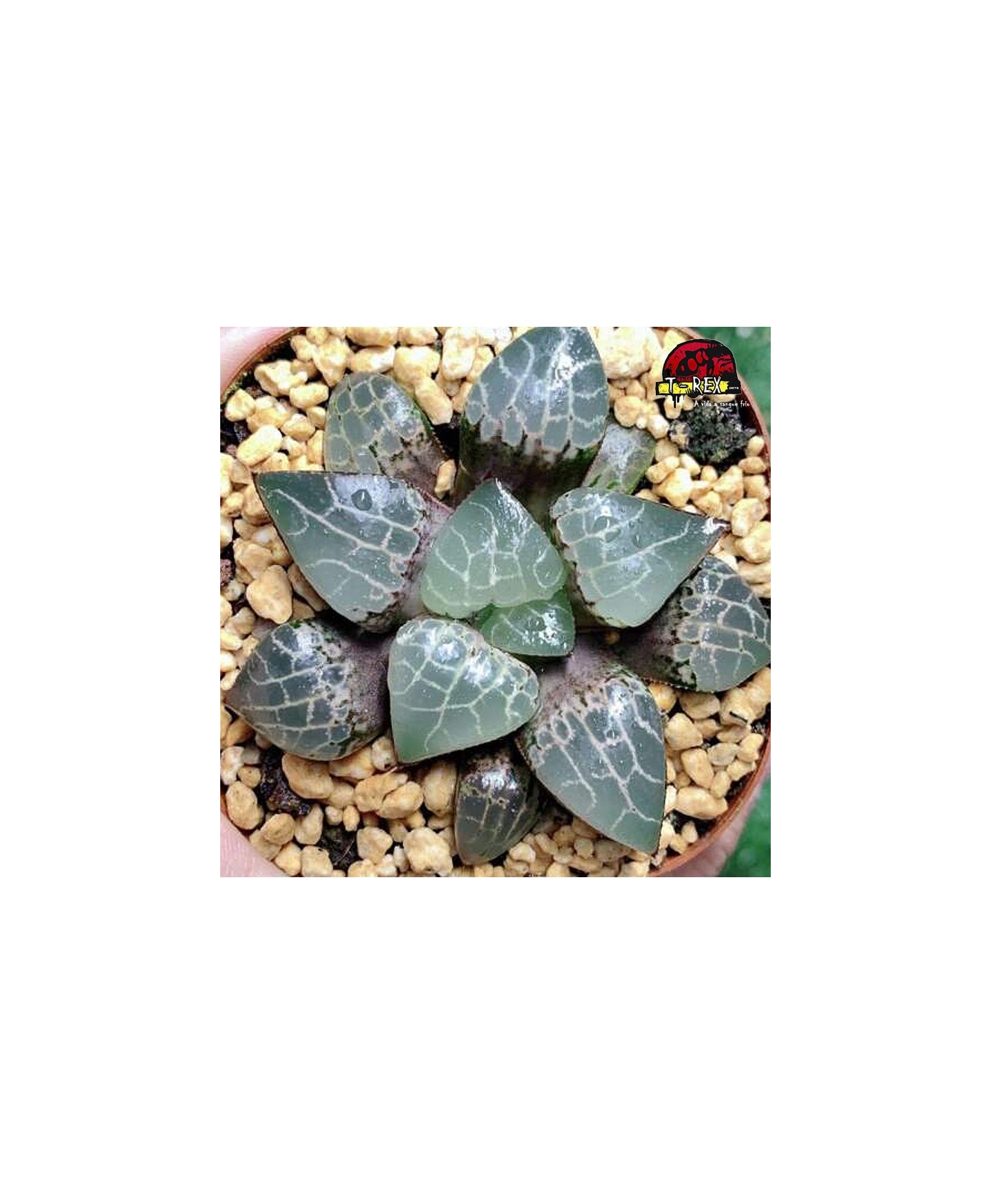 comprar suculenta rara