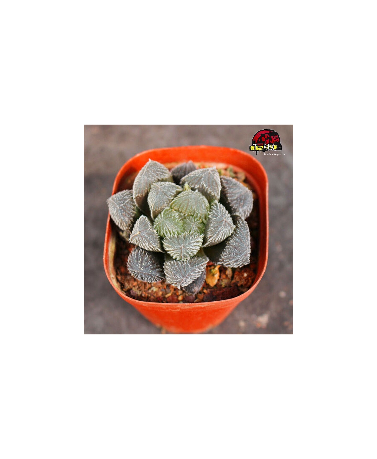 comprar suculenta rara