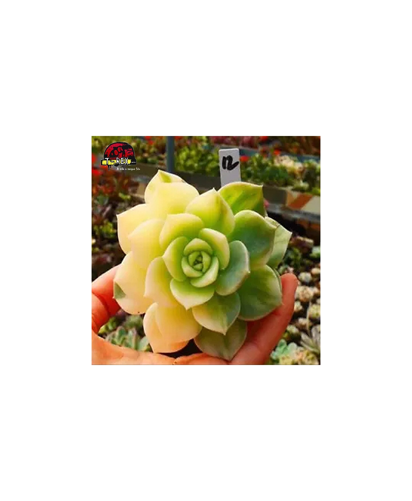 comprar suculenta rara