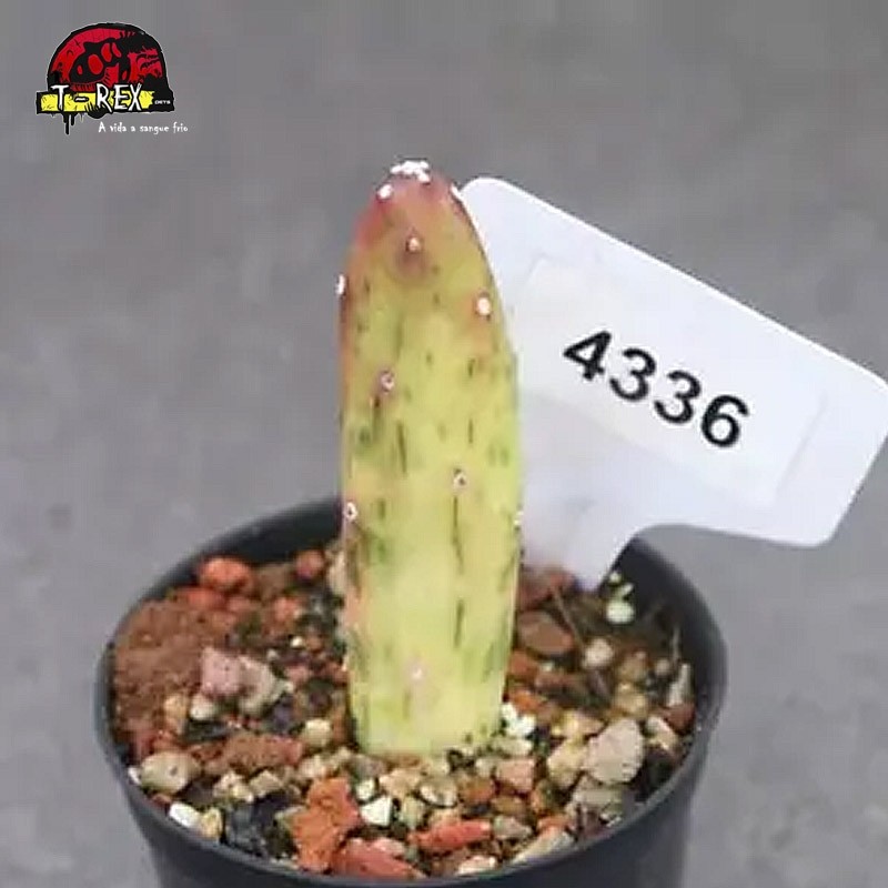 comprar suculenta rara