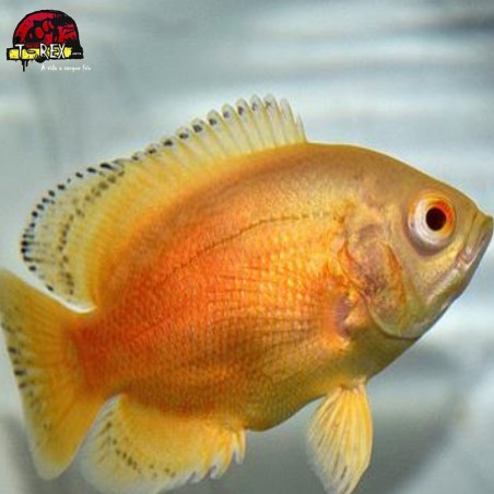 comprar peixe oscar vermelho
