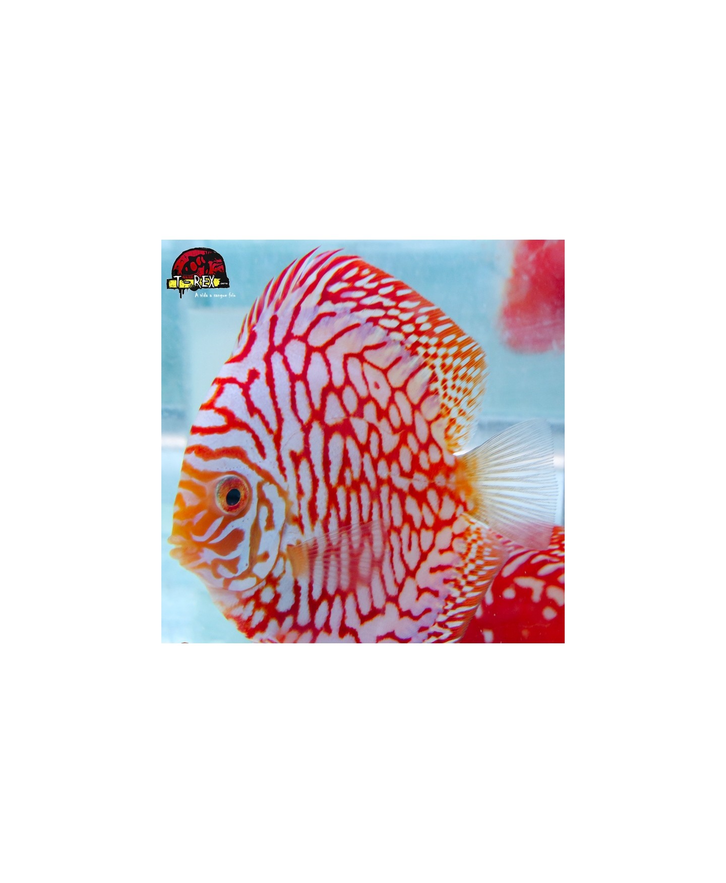 peixe colorido para aquario
