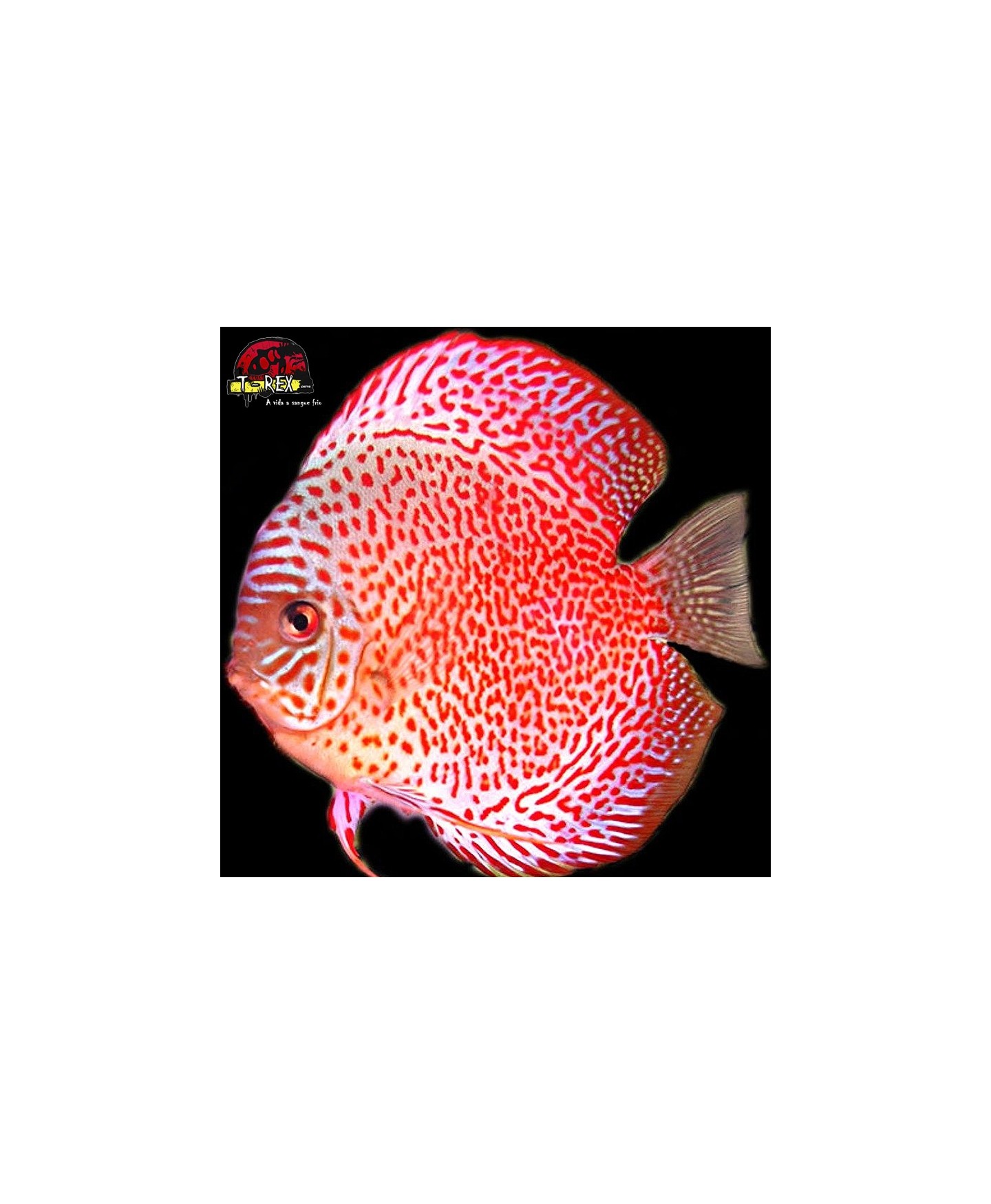 venda de peixe acara disco