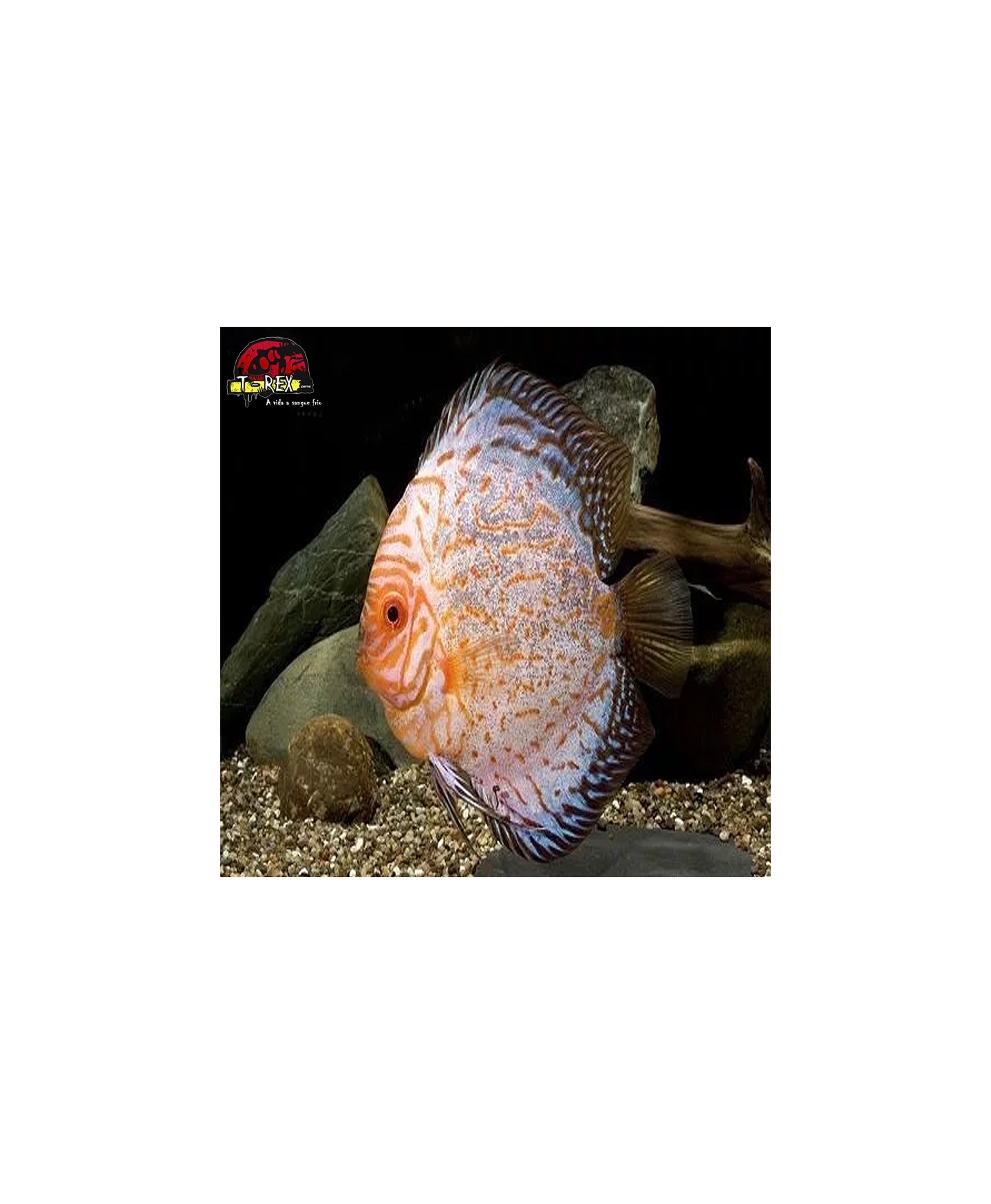 comprar peixes disco