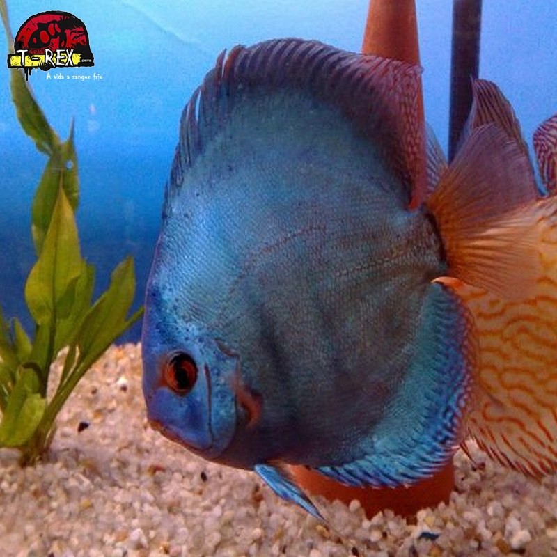 Peixe Acará Disco Tiger Pigeon